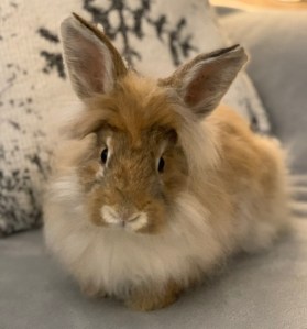 Rabbit rescue Memphis New Beginnings foster adopt Mid-South