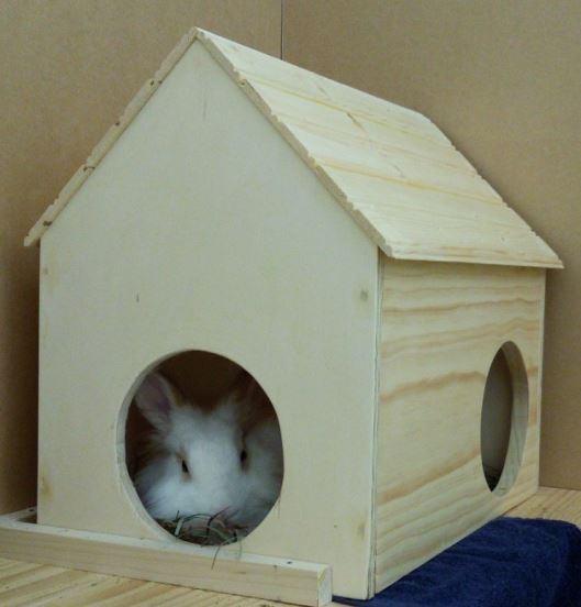 Foster FAQ – New Beginnings Animal Rescue for Rabbits