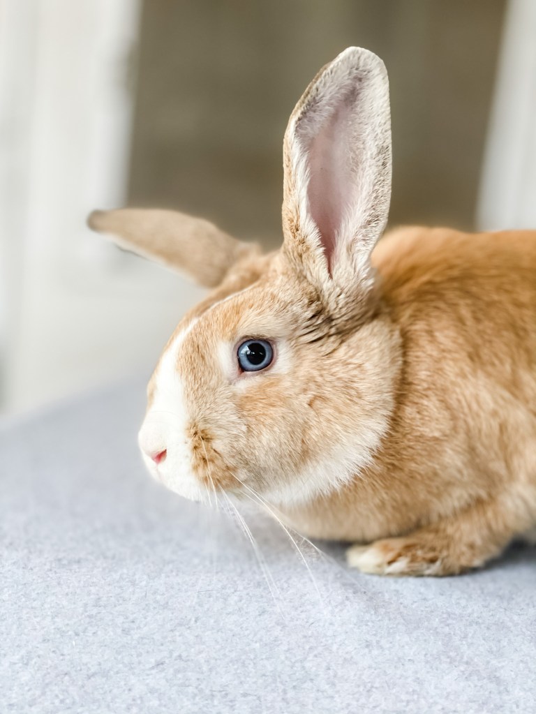 New Beginnings rabbit rescue foster adopt