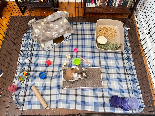 Foster FAQ – New Beginnings Animal Rescue for Rabbits