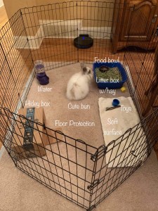 Rabbit rescue Memphis adopt foster