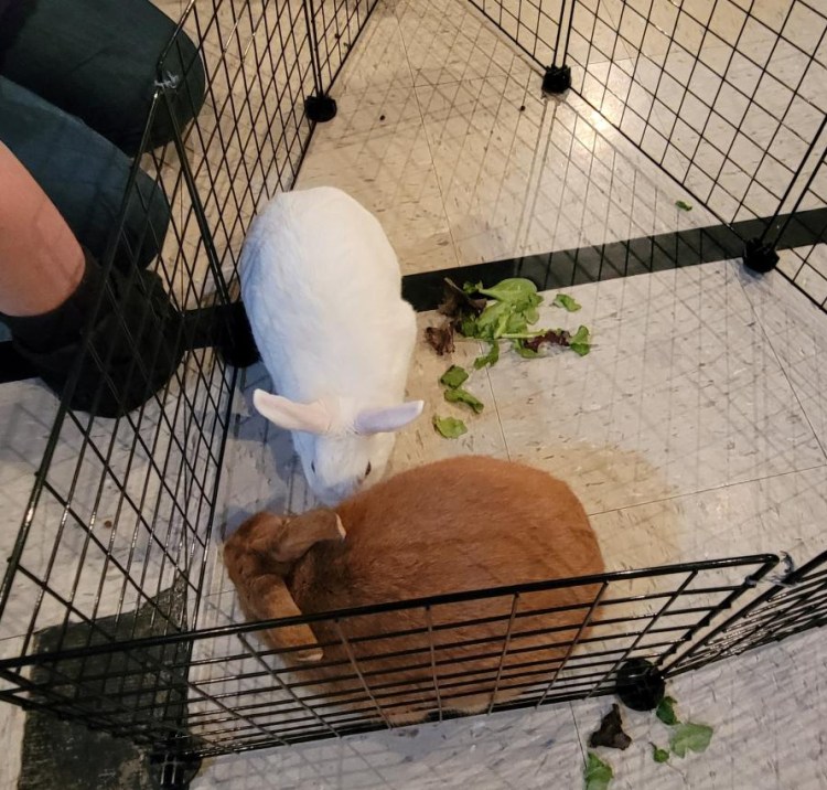 rabbit rescue foster Memphis adopt Mid-South Mid South bunny event