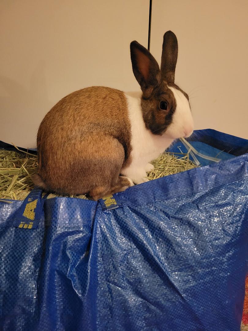 Volunteer – New Beginnings Animal Rescue for Rabbits