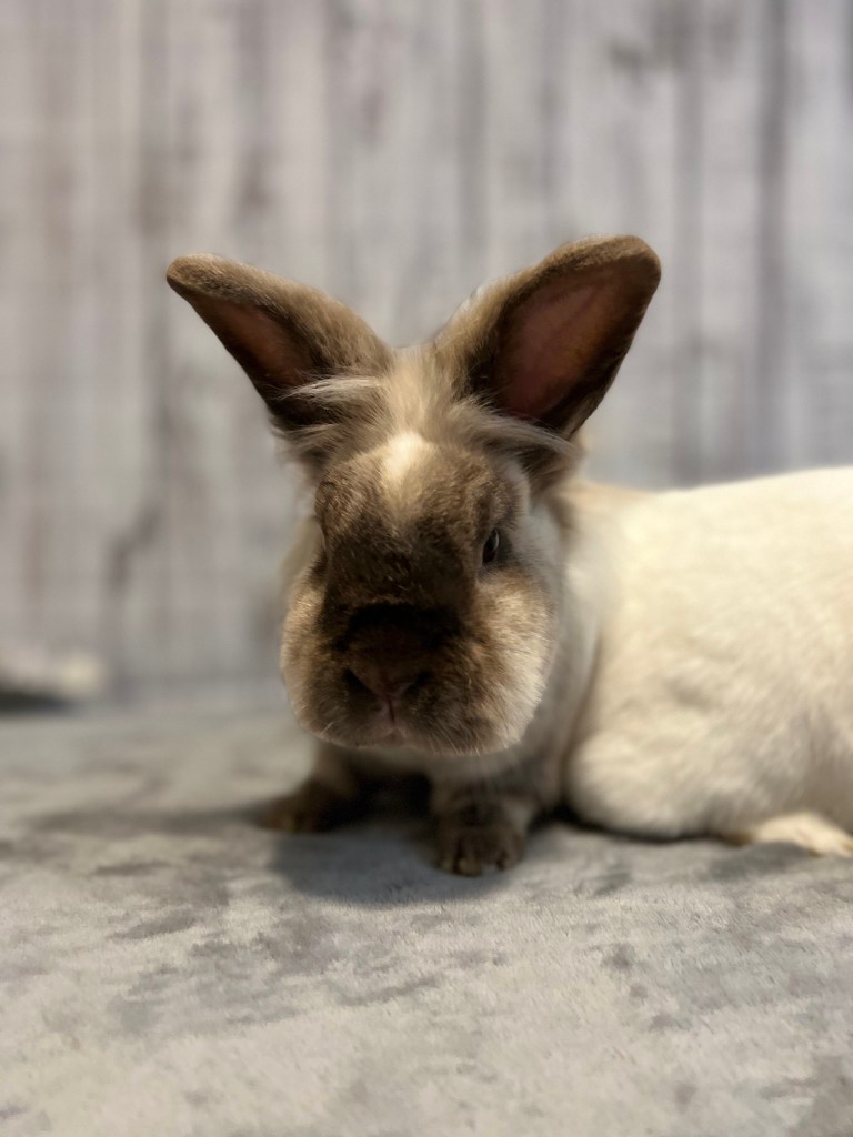 Rabbit rescue bunny adopt Lionhead Memphis TN Mid-South Mid South 