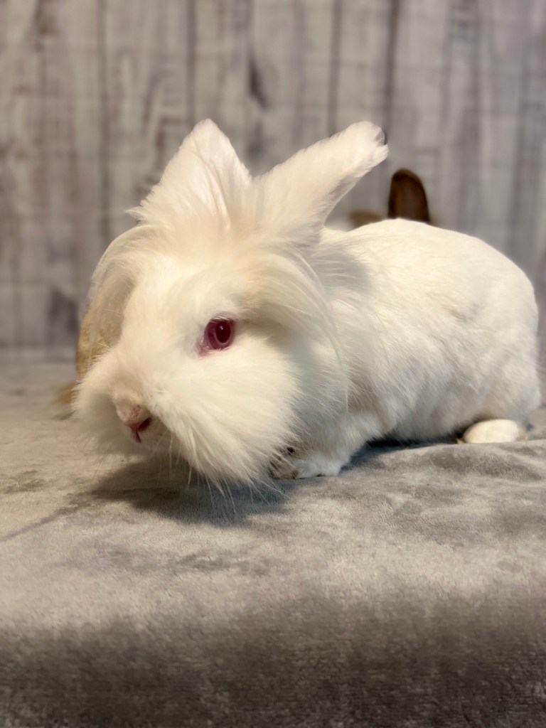 Rabbit rescue bunny adopt Lionhead Memphis TN Mid-South Mid South 