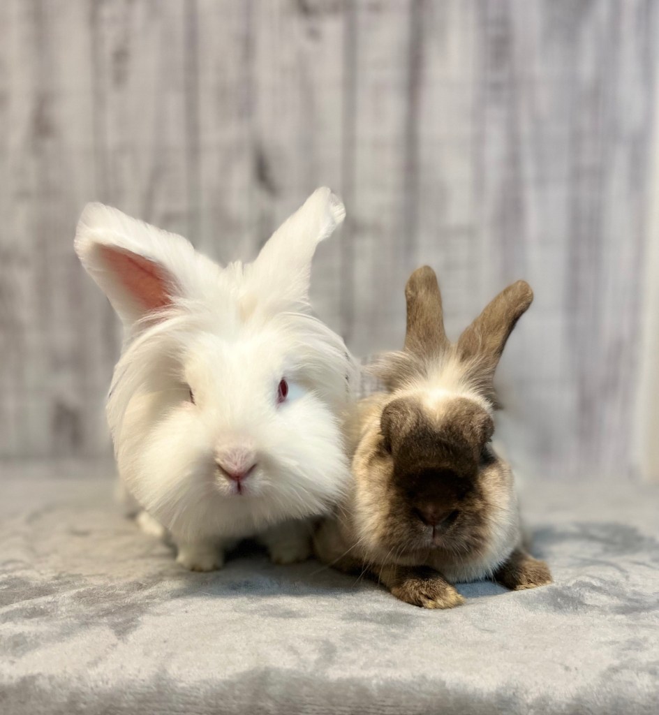 Rabbit rescue bunny adopt Lionhead Memphis TN Mid-South Mid South 