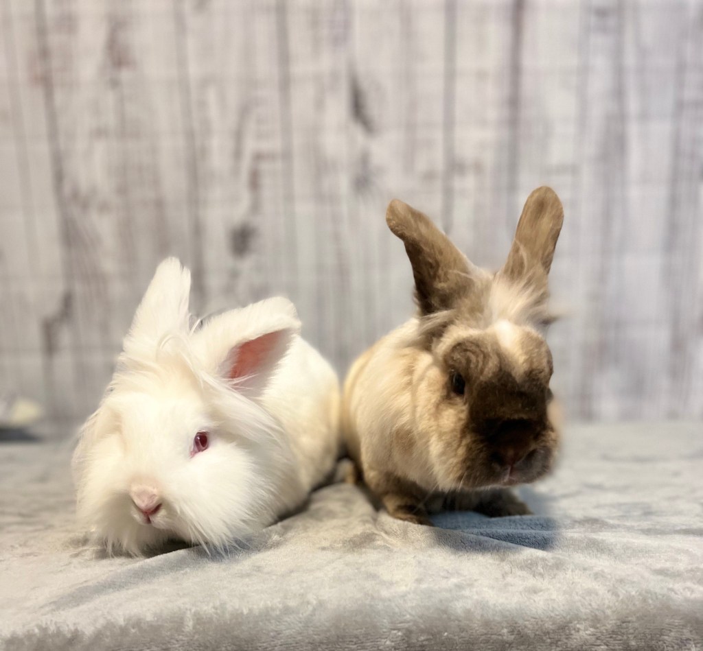 Rabbit rescue bunny adopt Lionhead Memphis TN Mid-South Mid South 