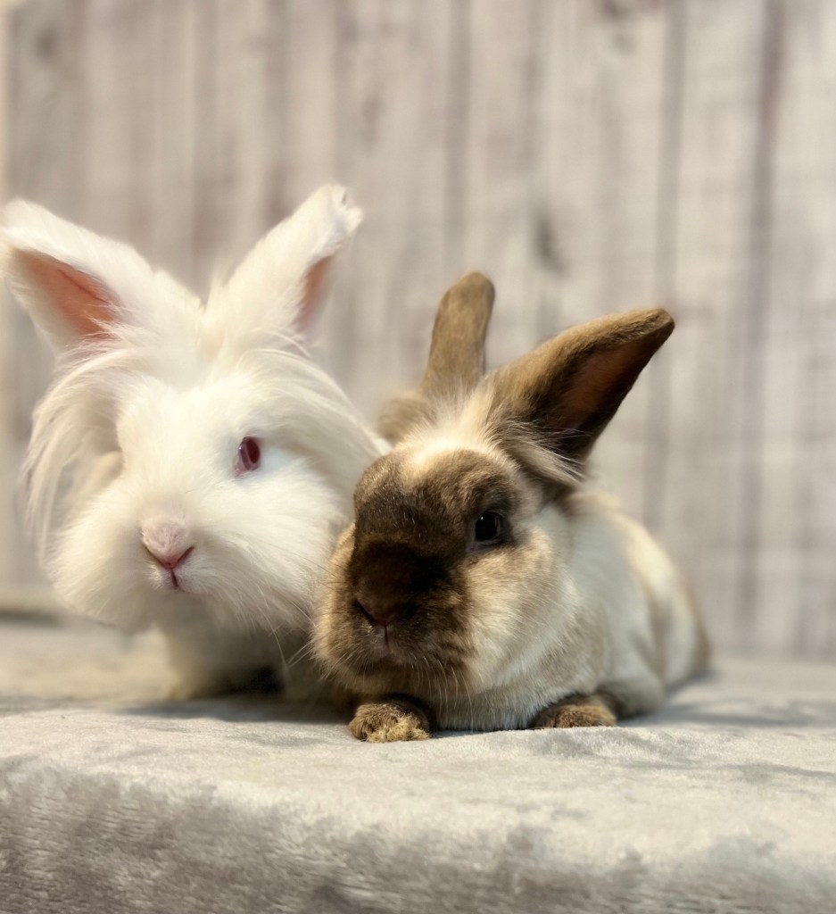 Rabbit rescue bunny adopt Lionhead Memphis TN Mid-South Mid South 