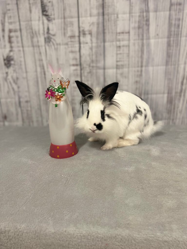 Bunny rescue foster adopt Memphis Mid-South Mid South Rabbit