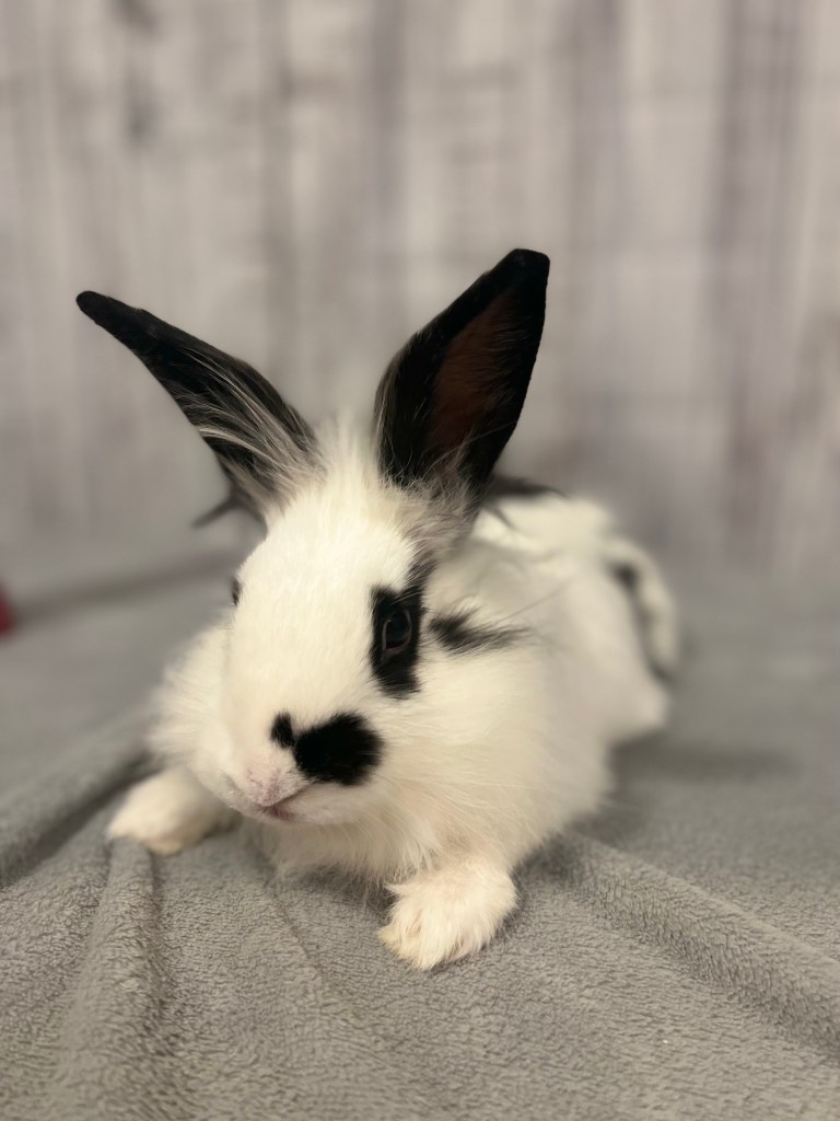 Bunny rescue foster adopt Memphis Mid-South Mid South Rabbit