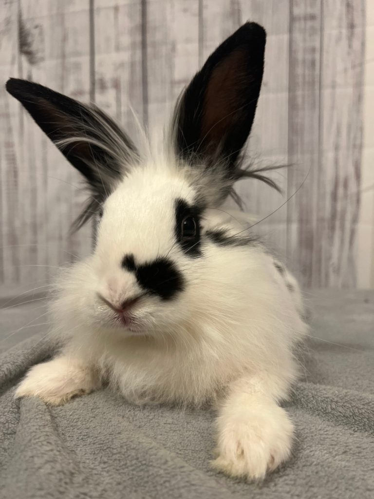 Bunny rescue foster adopt Memphis Mid-South Mid South Rabbit