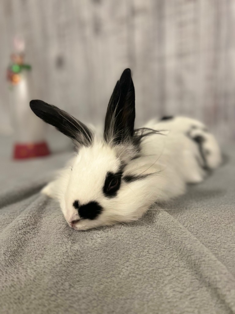 Bunny rescue foster adopt Memphis Mid-South Mid South Rabbit