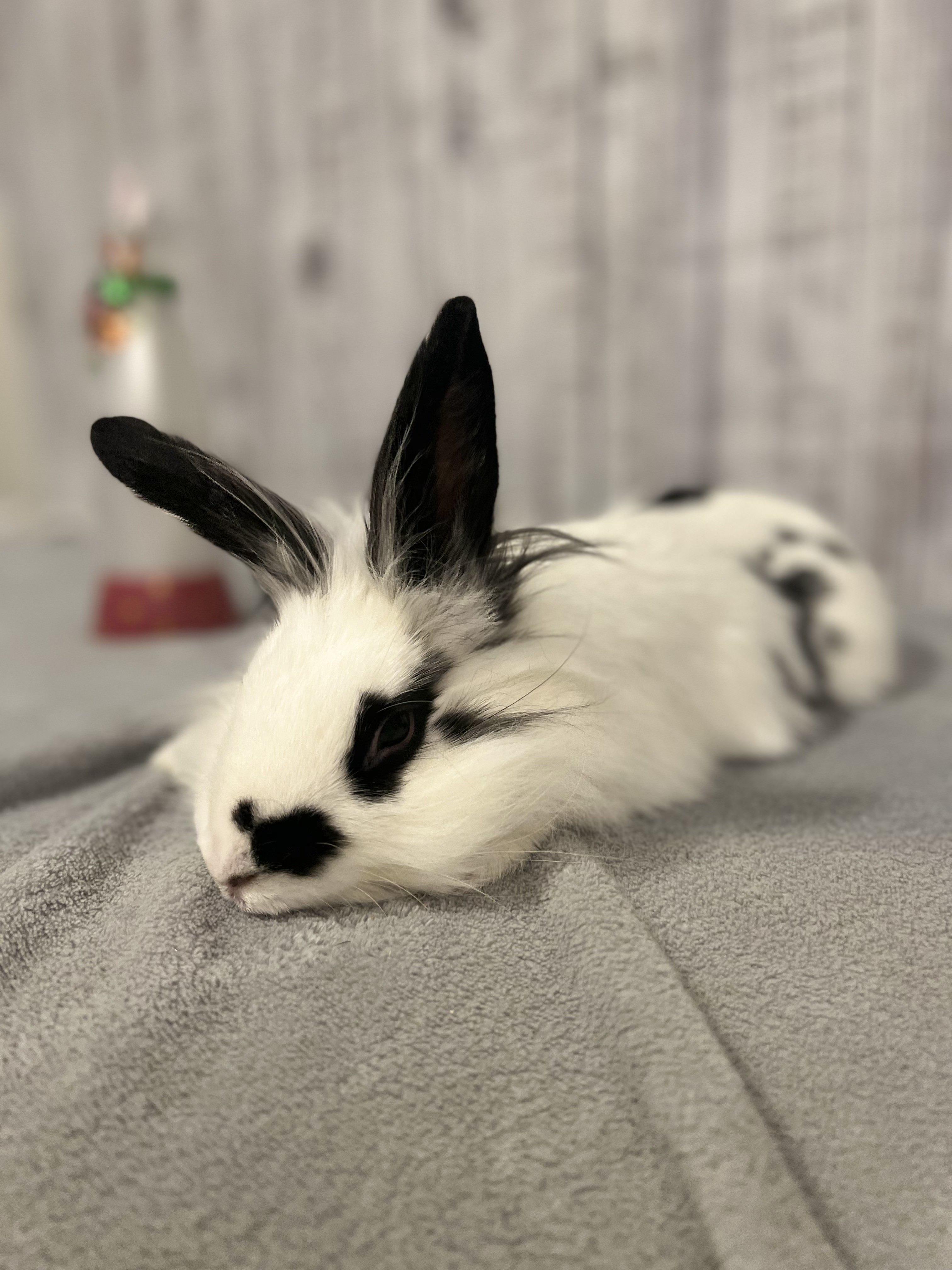 Happy New Beginning, CLEOPATRA! – New Beginnings Animal Rescue for Rabbits