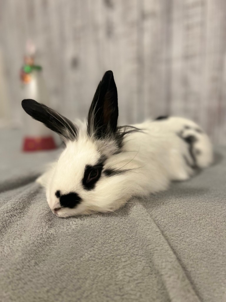 Bunny rescue foster adopt Memphis Mid-South Mid South Rabbit
