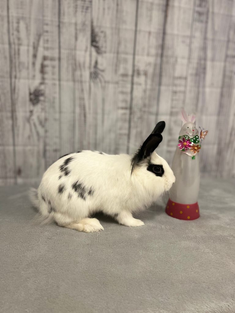 Bunny rescue foster adopt Memphis Mid-South Mid South Rabbit