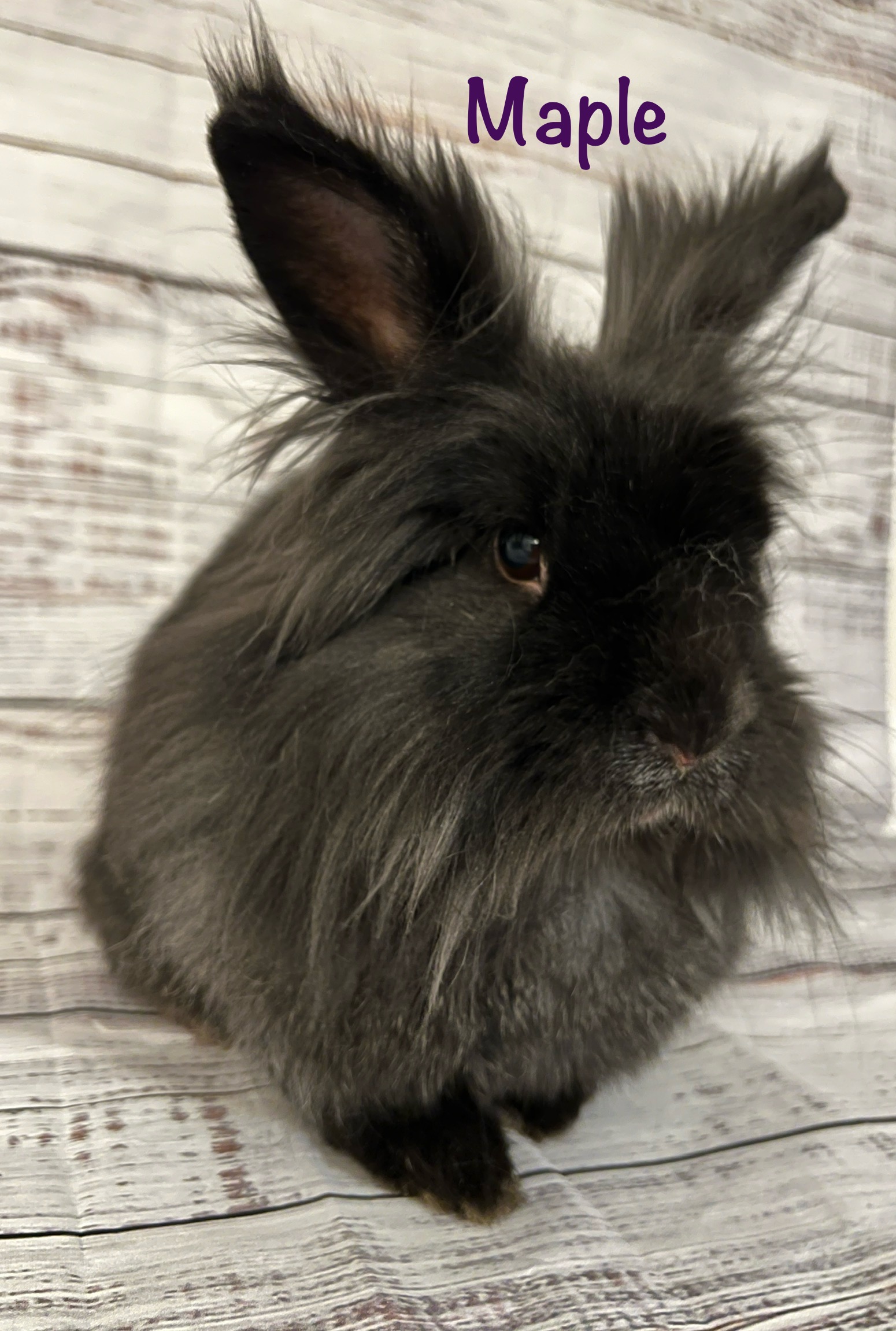 PEPPER (RIP MAPLE) New Beginnings Animal Rescue for Rabbits